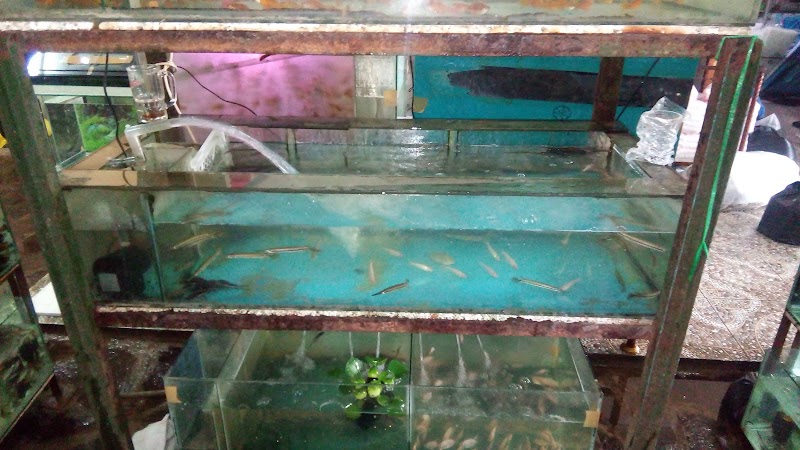 toko-aquarium-di-bandung-aqita-aquarium