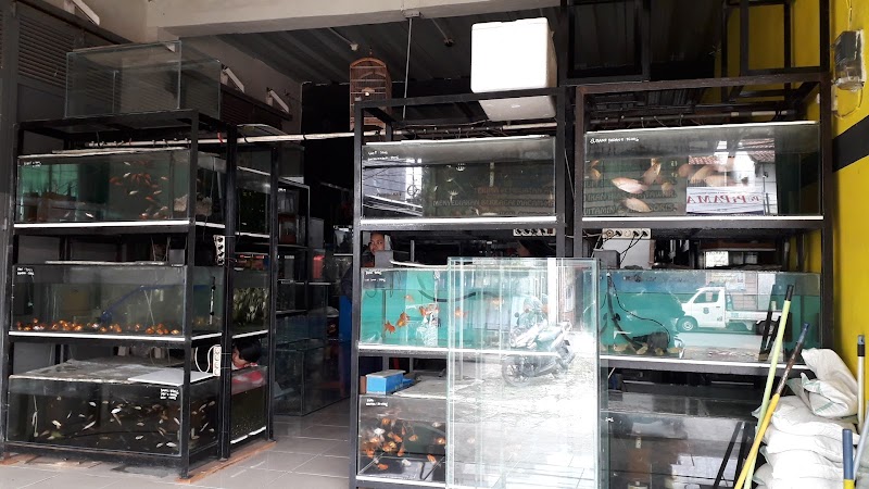 toko-aquarium-di-bandung-metro-aquarium