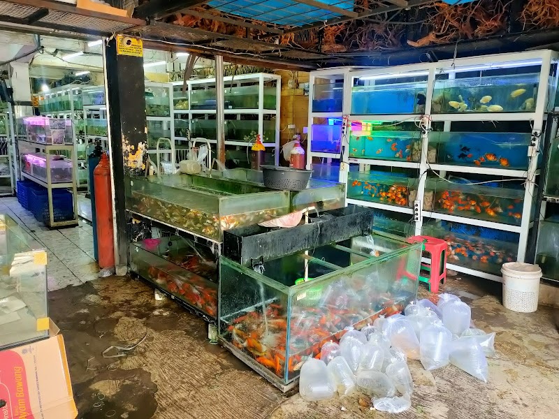 toko-aquarium-di-bandung-muara-baru-aquarium