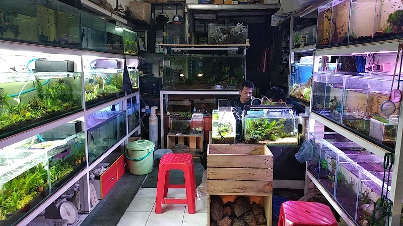 toko-aquarium-di-bandung-nko-aquascape