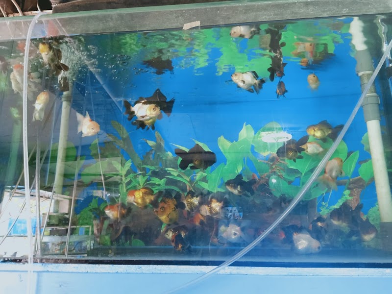 toko-aquarium-di-bandung-tetra-jaya-aquarium---tetra-jaya-899-petshop