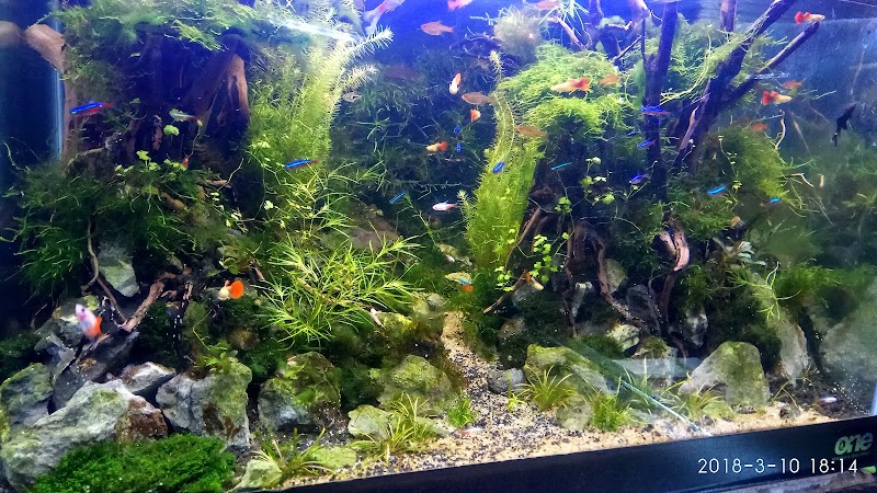 toko-aquarium-di-jakarta-timur-raden-inten-aquarium