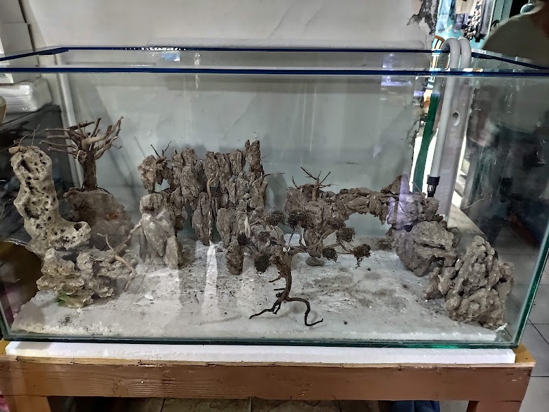 toko-aquarium-di-surabaya-royal-aquascape---perlengkapan-aquascape-dan-aquarium--